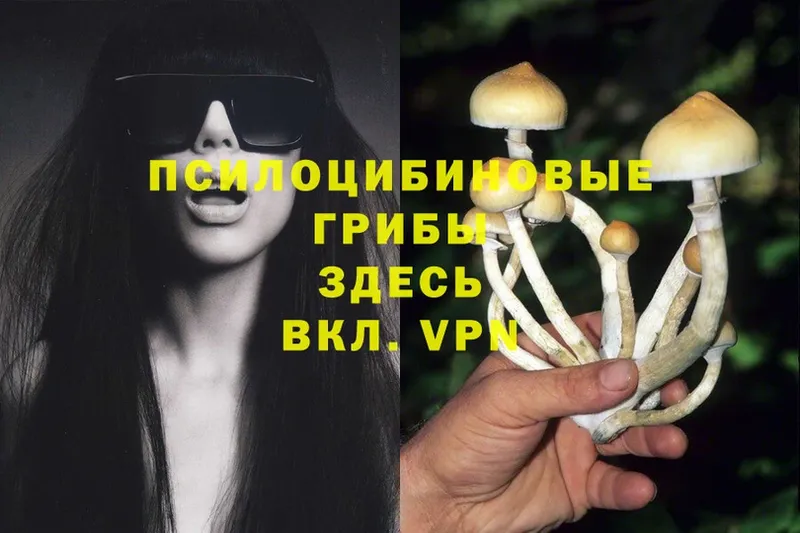 Псилоцибиновые грибы Psilocybe  как найти   Верхоянск 